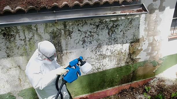 Mold Removal service in Galeton